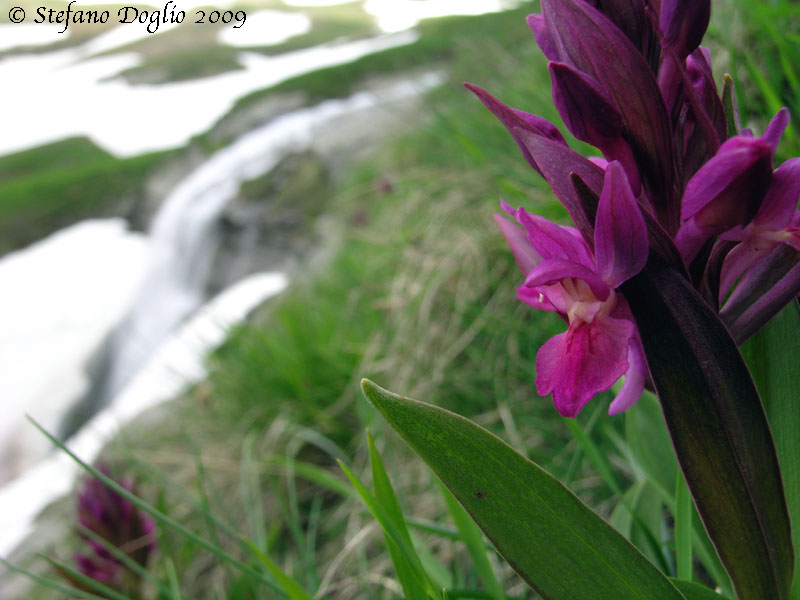 Dactylorhiza sambucina nei monti della Laga